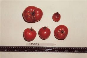 FRUIT
